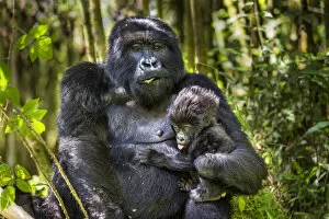 Mountain Gorilla Gallery: Mountain gorilla (Gorilla gorilla beringei) female holding her infant, Sabinyio Group