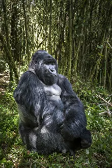 Mountain Gorilla Gallery: Mountain gorilla (Gorilla gorilla beringei) dominant male silverback at rest, Agashya Group
