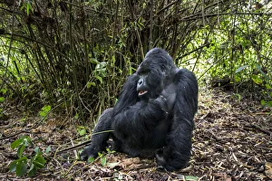 Mountain gorilla (Gorilla gorilla beringei) dominant silverback Akarevuro completely