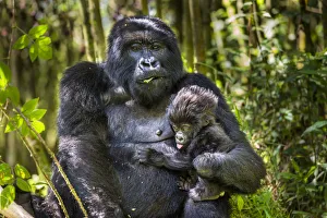 Mountain gorilla (Gorilla gorilla beringei) female holding her infant, Sabinyio Group