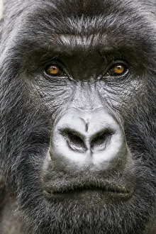 Mountain gorilla (Gorilla gorilla beringei) head portrait of Silverback Gihishamwotsi