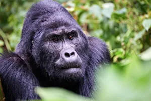 Gorilla Gorilla Beringei Prints: Mountain gorilla (Gorilla gorilla beringei) silverback