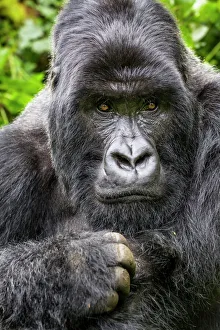 Mountain gorilla (Gorilla gorilla beringei) silverback Gihishamwotsi displaying, non group dominant