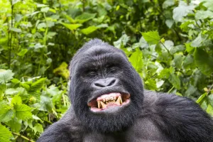 Mountain gorilla (Gorilla gorilla beringei) silverback Gihishamwotsi displaying, non group dominant