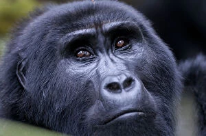Mountain Gorilla Gallery: Mountain gorilla portrait (Gorilla gorilla), Bwindi Impenetrable Forest, Uganda
