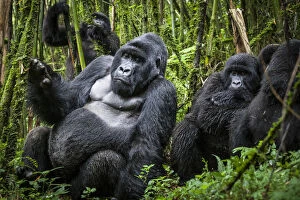 Images Dated 16th April 2011: Mountain gorillas (Gorilla beringei) silverback with others, Agashya Group (Former