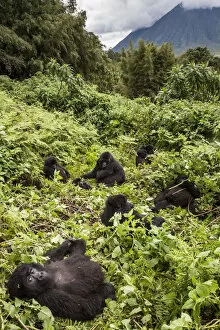 Mountain Gorilla Gallery: Mountain gorillas (Gorilla beringei) Agashya Group resting on hillside (Former 13 Group)