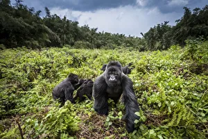 Mountain gorillas (Gorilla beringei) Hirwa group led by the silverback dominant male Munyinya