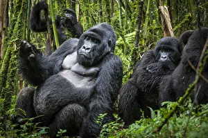 Juvenile Prints: Mountain gorillas (Gorilla beringei) silverback with others, Agashya Group (Former