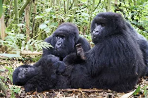 Mountain gorillas (Gorilla gorilla beringei) grooming, members of the Munyaga group