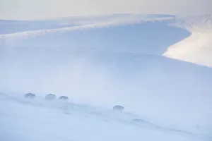 Mountain hare, (Lepus timidus), four animals on snowy hillside in winter, Scotland, UK