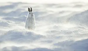 Mountain hare (Lepus timidus) sitting on snow with gale force winds whipping up a swirling spindrift high on an exposed plateau, <br> Cairngorms National Park, Scotland, UK. January