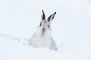 Negative Space Prints: Mountain hare (Lepus timidus) adult resting in snow hole, Scotland, UK, February