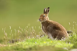 What's New: Mountain Hare (Lepus timidus), adult in summer pelage on upland moor, Scotland, UK, June