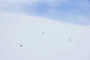 Competition Winner Prints: Mountain hare (Lepus timidus) three adults on a snow slope high in the Cairngorm Mountains