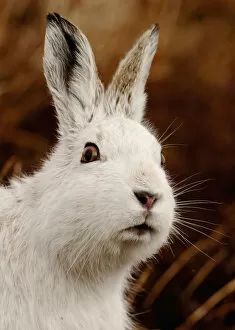 Mountain hare (Lepus timidus) alert portrait in white winter coat, Monadhliath Mountains