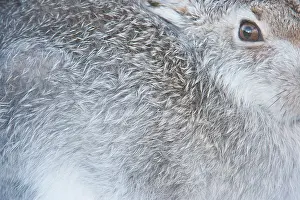 Eyes Prints: Mountain hare (Lepus timidus) close up portrait showing winter coat colour