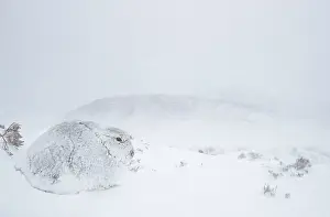 Windy Prints: Mountain hare (Lepus timidus) encrusted in snow and ice resting on snow in gale force winds and swirling spindrift