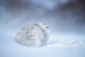 Winter Coat Prints: Mountain hare (Lepus timidus) encrusted in snow and ice resting on snow in gale force winds and swirling spindrift