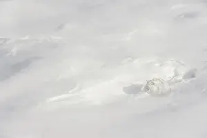 Winter Coat Prints: Mountain hare (Lepus timidus) encrusted in snow and ice resting on snow in gale force winds and swirling spindrift