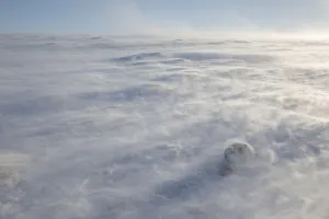 Mountain hare (Lepus timidus) in extreme winds with spin drifts of snow, Cairngorms National Park
