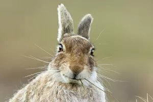 Mountain hare (Lepus timidus) feeding, close up, Scotland, UK, April