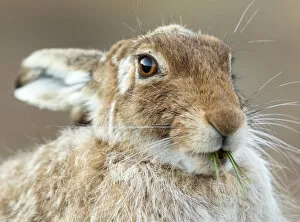 Mountain hare (Lepus timidus) feeding on fresh green shoots, Scotland, UK, April