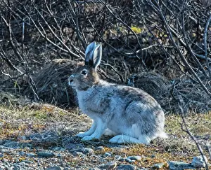 Winter Coat Prints: Mountain hare (Lepus timidus) female