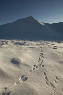 2020VISION 2 Gallery: Mountain hare (Lepus timidus) footprints in snow, Creag Meagaidh National Nature Reserve