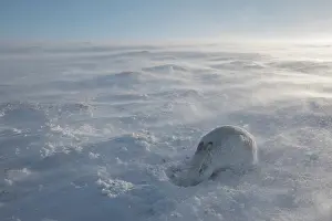 Altitude Prints: Mountain hare (Lepus timidus) foraging in snow in gale force wind high on an exposed plateau
