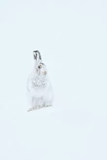 Christmas Gallery: Mountain hare (Lepus timidus) with fur encrusted in snow, Cairngorms National Park, Scotland, UK