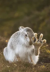 Animal Feet Gallery: Mountain hare (Lepus timidus) grooming itself, with back foot raised, Cairngorms National Park