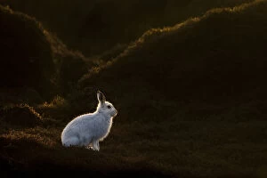 Alert Gallery: Mountain Hare (Lepus timidus) on moorland with white winter coat, Kinder Scout, Peak