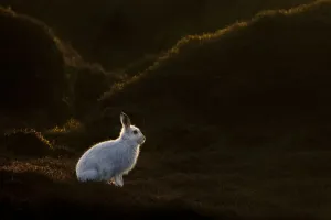 Mountain Hare (Lepus timidus) on moorland with white winter coat, Kinder Scout, Peak
