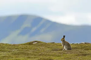 Cairngorms Collection: Mountain Hare (Lepus timidus) against mountains. Cairngorms National Park, Scotland, July