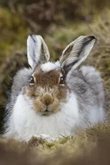 Images Dated 8th April 2010: Mountain hare (Lepus timidus) with partial winter coat, Scotland, UK, April