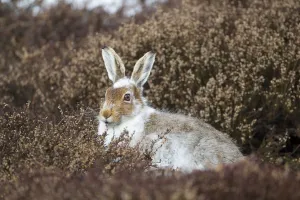 Mountain hare (Lepus timidus) with partial winter coat, sitting amongst heather (Ericaceae sp
