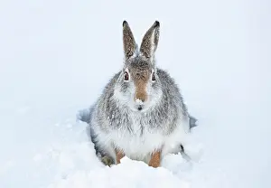 Snowhole Prints: Mountain hare (Lepus timidus) peering out from entrance to snow hole