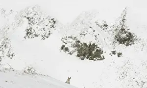 Dramatic Prints: Mountain hare (Lepus timidus) peering over the top of an exposed ridge with mountains behind