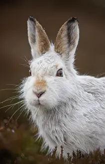 Head And Shoulder Prints: Mountain hare (Lepus timidus) portrait, Cairngorms National Park, Scotland, UK. January