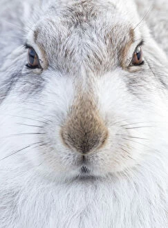 Danny Green Collection: Mountain Hare (Lepus timidus) resting, close up portrait, Cairngorms, Scotland, February