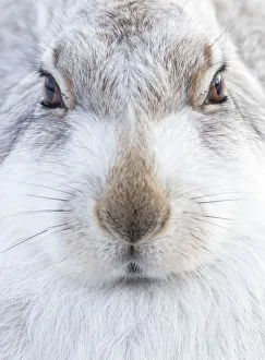 Danny Green Collection: Mountain Hare (Lepus timidus) resting, close up portrait, Cairngorms, Scotland, February