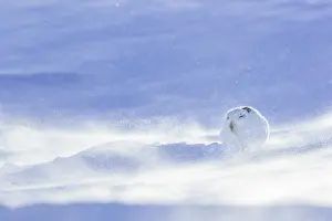 Winter Coat Prints: Mountain hare (Lepus timidus) resting on snow