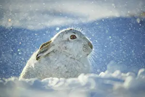 Windy Prints: Mountain hare (Lepus timidus) resting on snow in gale force winds and swirling spindrift high on exposed plateau