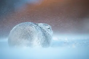 Winter Coat Prints: Mountain hare (Lepus timidus) resting on snow in gale force winds and swirling spindrift high on an exposed plateau