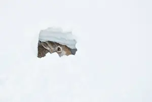 Leporidae Prints: Mountain hare (Lepus timidus) resting in snow hole