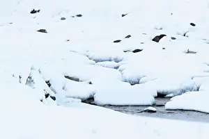 Snowhole Prints: Mountain hare (Lepus timidus) resting in snow hole close to a snow covered mountain river