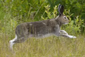 Images Dated 19th June 2013: Mountain hare (Lepus timidus) running, Stora Sjofallet National Park, Greater Laponia