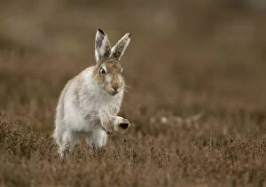 Images Dated 20th April 2012: Mountain hare (Lepus timidus) running in half summer coat, Peak District, UK April