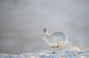 Winter Coat Prints: Mountain hare (Lepus timidus) running across snow